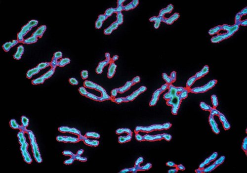 Впервые измерена масса хромосом человека